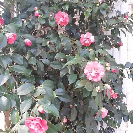 Oda ve Kahvaltı Manoir Du Bois Mignon 4*