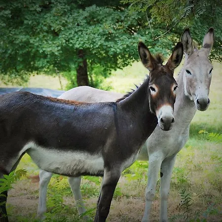 Oda ve Kahvaltı Manoir Du Bois Mignon