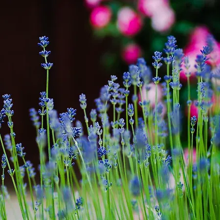 Manoir Du Bois Mignon Le Fleix