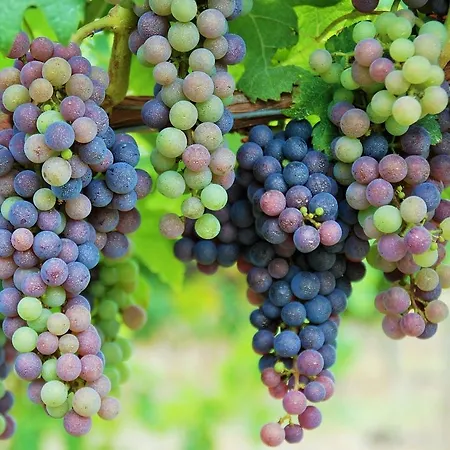 Manoir Du Bois Mignon Alojamento de Acomodação e Pequeno-almoço