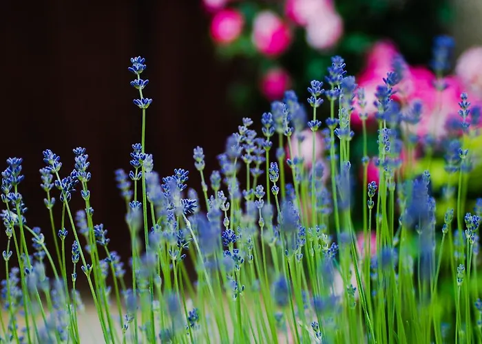 Manoir Du Bois Mignon Le Fleix