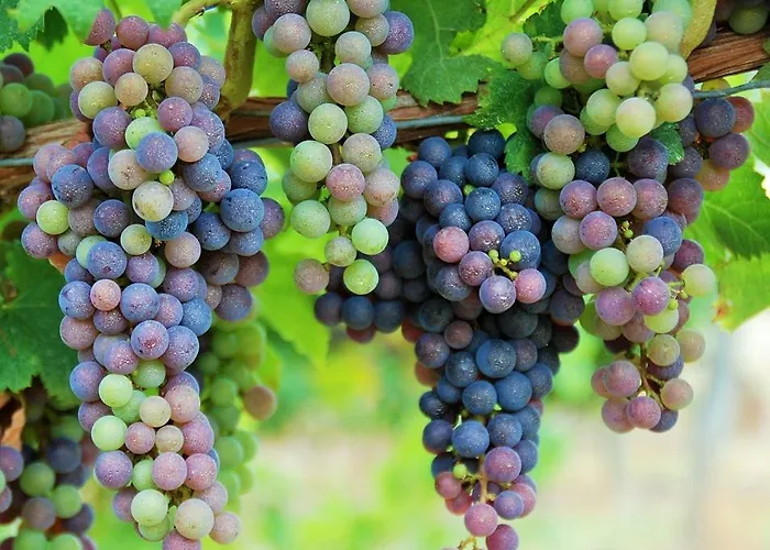 Manoir Du Bois Mignon Отель типа 